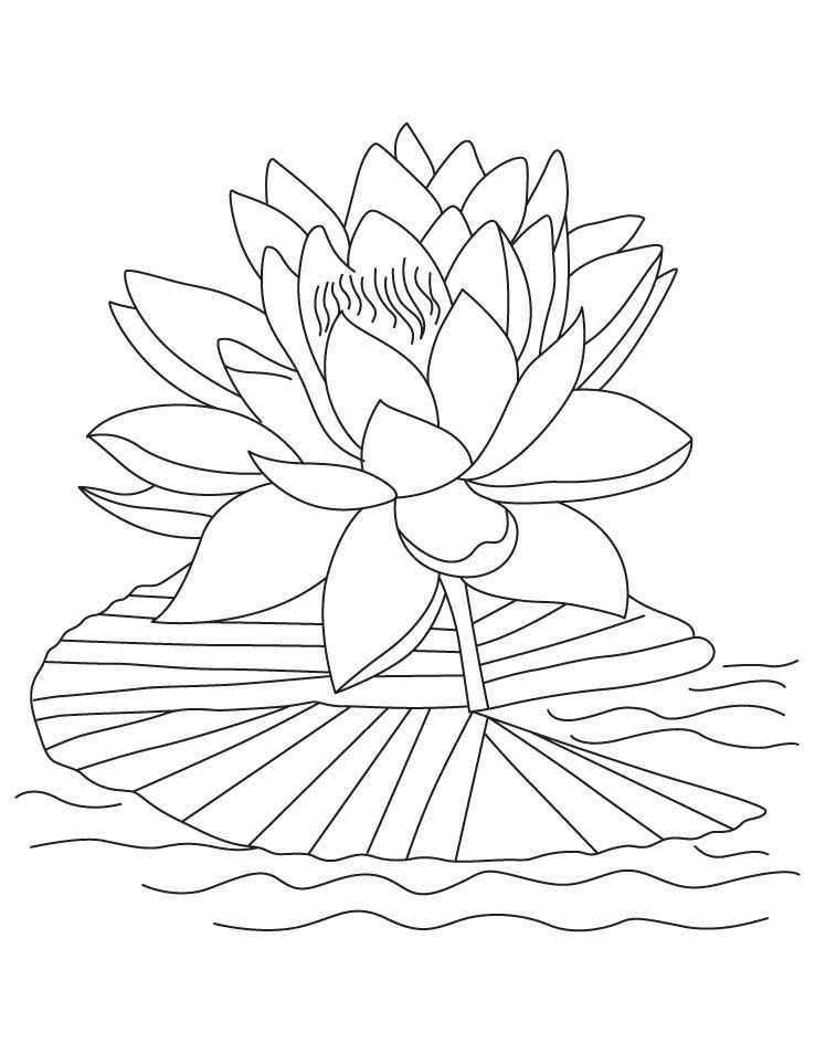 Lotus Flower Colors Flower Drawing Printable Flower Coloring Pages