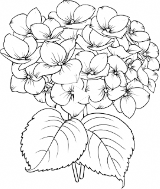 Drawing Drawingaesthetic In 2020 Flower Line Drawings Flower Drawing Hydrangea Painti