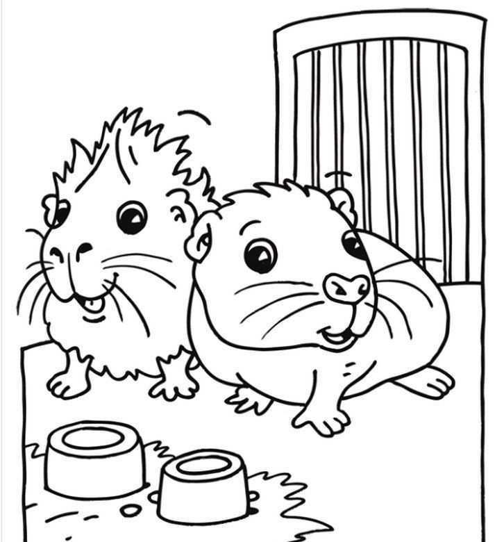 Hamsters Huisdier Knutselen Dieren Kleurplaten Cavia