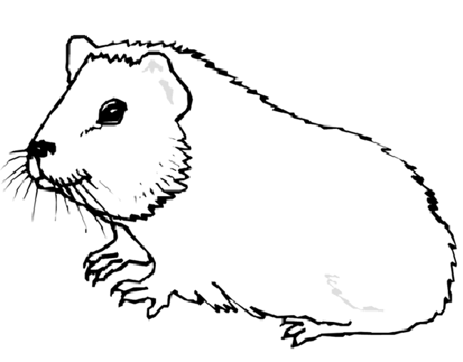 Pin On Animal Coloring Pages