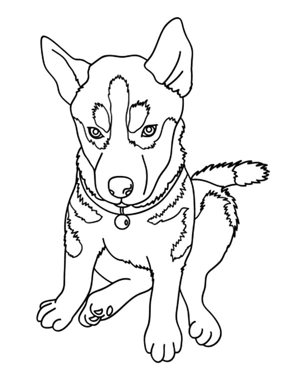 Chihuahua Dog Picture Coloring Pages Netart Chihuahua Dog Pictures Dog Coloring Page