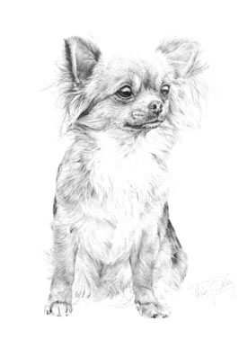 0b47b64d9736f3d2fc5201c452bb71c4 Jpg 266 387 Chihuahua Drawing Chihuahua Art Baby Ani