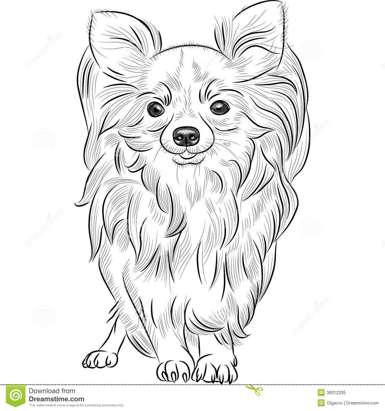 Chihuahua Sketch Google Search Borduren Kruissteek Kruissteek Kleurplaten