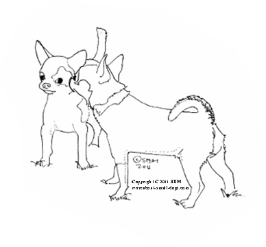 Chihuahua Coloring Pages Chihuahua Dog Pattern Coloring Pages