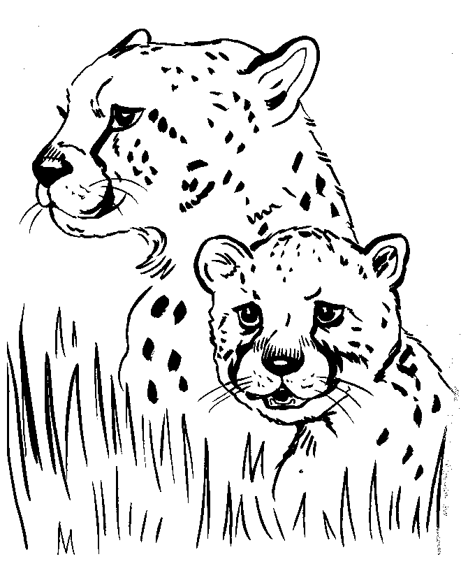 Wild Animal Coloring Pages Cheetah Coloring Page And Kids Activity Sheet Honkingd Col