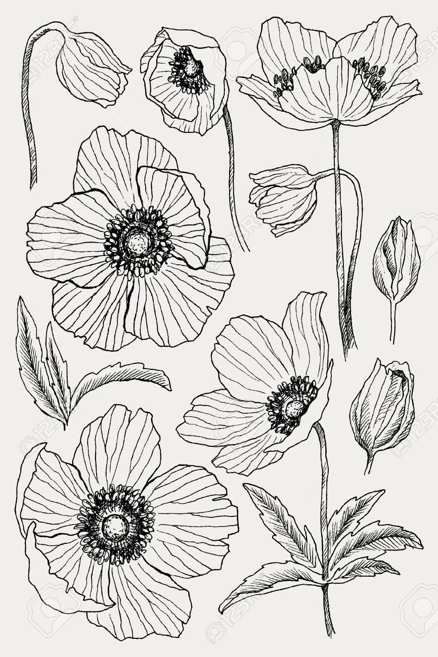 Anemone Flower Vector Drawing Set Isolated Wild Plant And Leaves Herbal Engraved Styl
