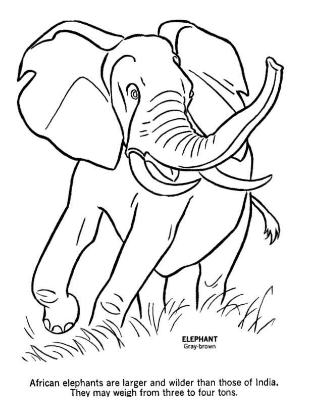 Wild Animal Coloring Pages Wild Elephant Coloring Page And Kids Activity Sheet Honkin