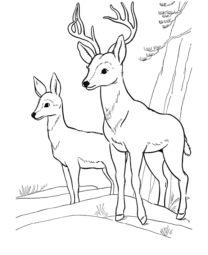 Deer Coloring Page Wild Animal Buck Deer Coloring Pages And Kids Deer Coloring Pages