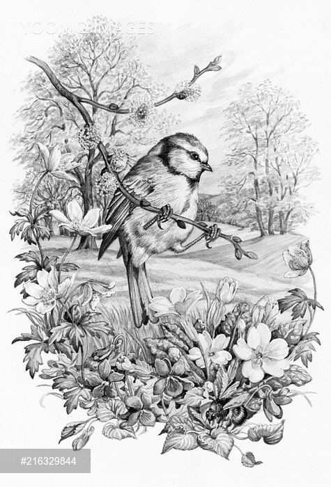 Pin By Ania M On Grayscale Kleurplaten Bird Drawings Landscape Pencil Drawings Bird A