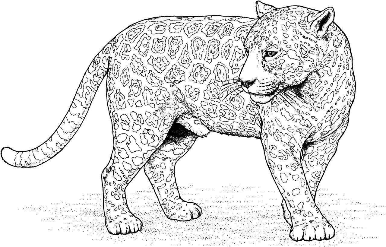 Anti Stresskleuring Voor Volwassenen Kunsttherapie Vk Cat Coloring Page Zoo Animal Co