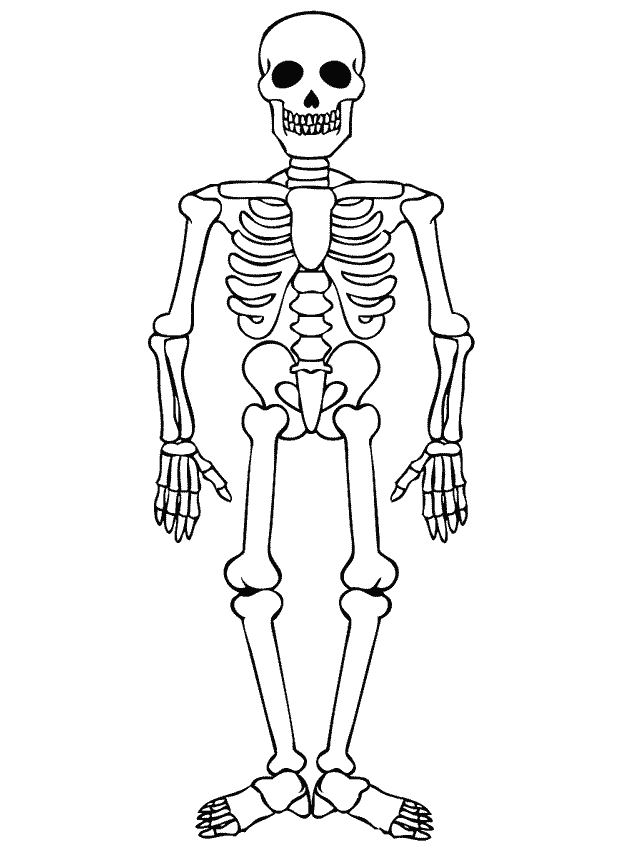 Lichaam Kleurplaten Skelet Menselijk Skelet Halloween Skeletten Skelet Knutselen