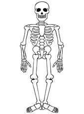 Lichaam Kleurplaten Skelet Menselijk Skelet Halloween Skeletten Skelet Knutselen