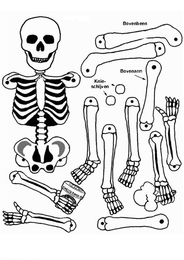 Kleurplaten Menselijk Lichaam Google Zoeken Skeleton Craft Coloring Pages Cool Colori