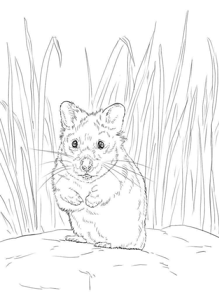 Hamster Coloring Pages Pdf Hamsters Small Animals That For Some People Look Like Mice