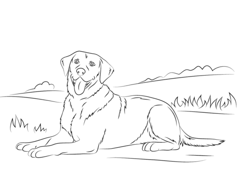Labrador Retriever Coloring Page Free Printable Coloring Pages Hond Tekeningen Labrad