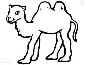 Camelos Para Colorir Paginas Para Colorir Camelos Arte Bebe