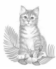 Coloring For Adults Kleuren Voor Volwassenen Cat Art Kitten Drawing Cat Artwork