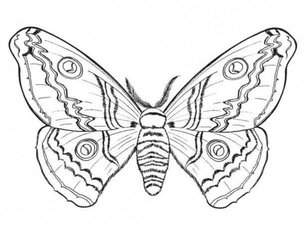 Hard Butterfly Coloring Pages Coloring University Kleurplaten Kleurplaten Voor Volwas