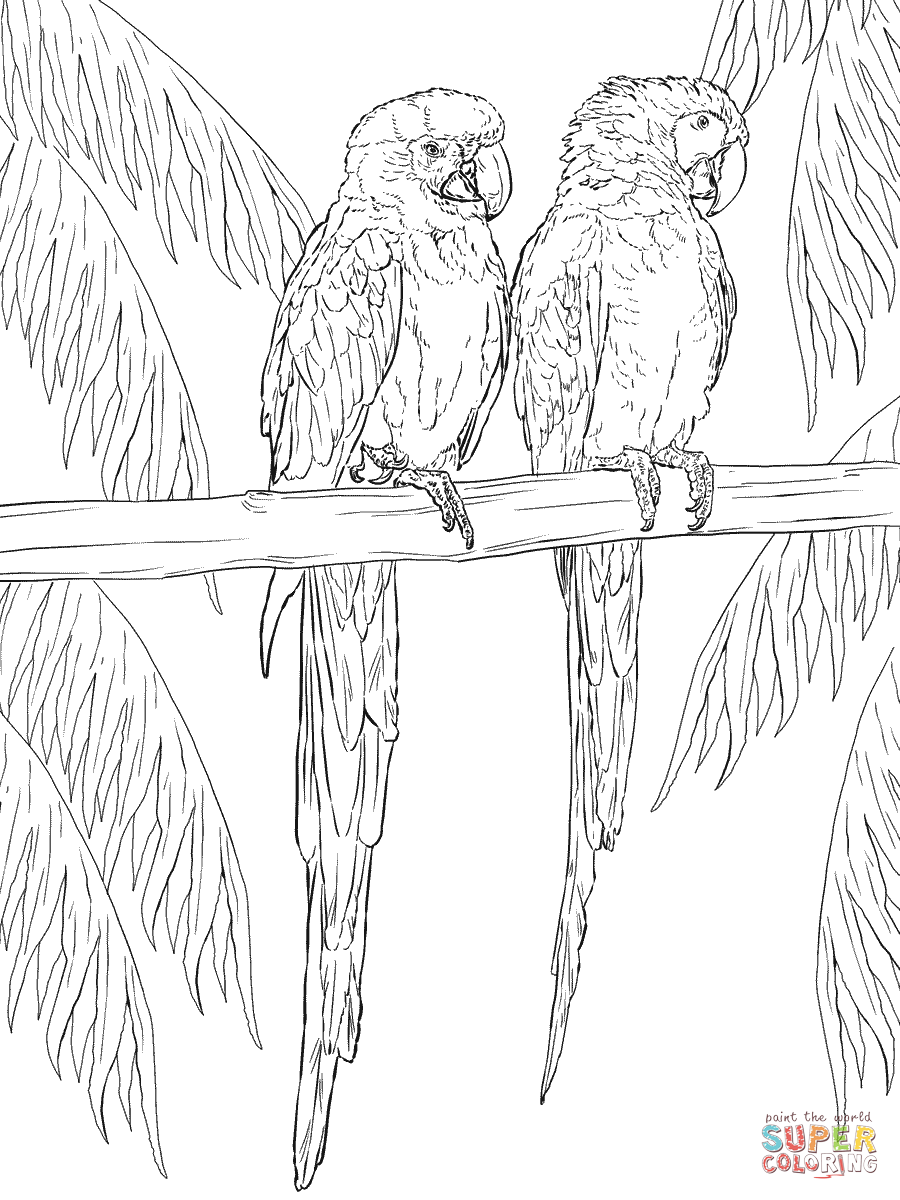 Two Scarlet Macaws On Perch Coloring Page Free Printable Coloring Pages Bird Coloring