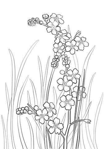 Alpine Forget Me Not Coloring Page Free Printable Coloring Pages Bloemen Tekenen Dier
