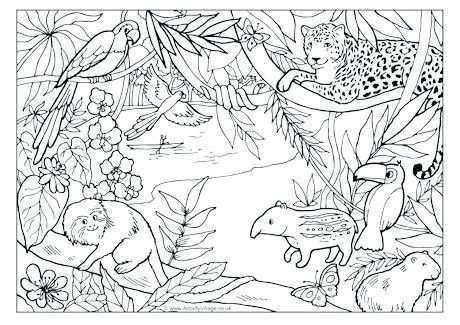 Pin Van Emily Zubaly Op Blank Coloring Pages Regenwoud Thema Regenwouden Oerwoud