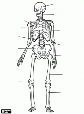 Menselijk Skelet De Botten Van Het Menselijk Lichaam Kleurplaat Menselijk Lichaam Menselijk Skelet Het Menselijk Lichaam