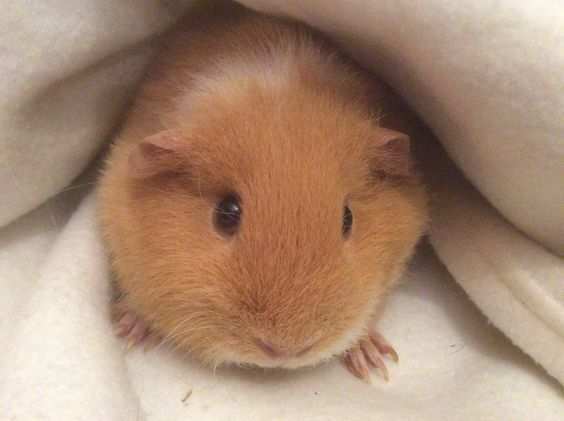 Jiffy Cavia S Kleurplaten