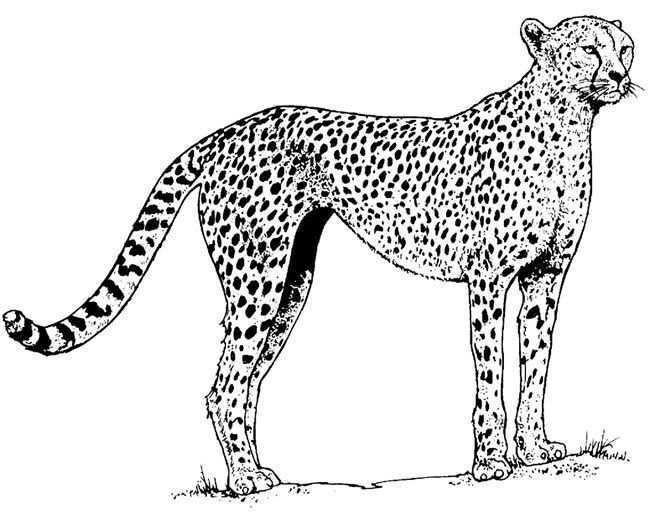 Nature Cheeta Image By Tharens Photobucket Coloriage Image Coloriage Animaux A Colori