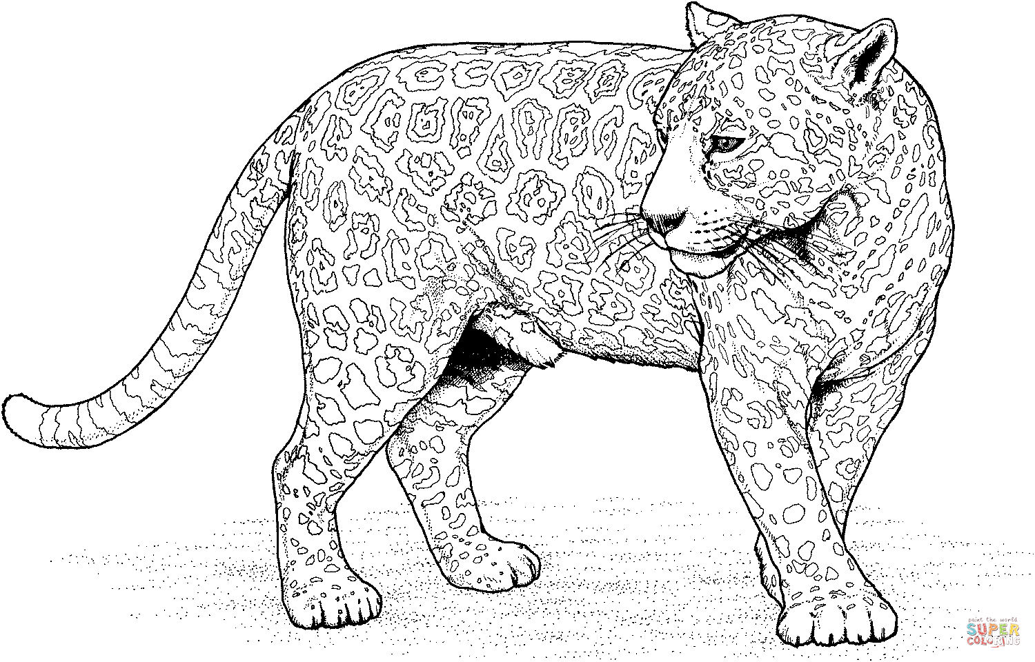 Jaguar 12 Coloring Page Free Printable Coloring Pages Cat Coloring Page Zoo Animal Co