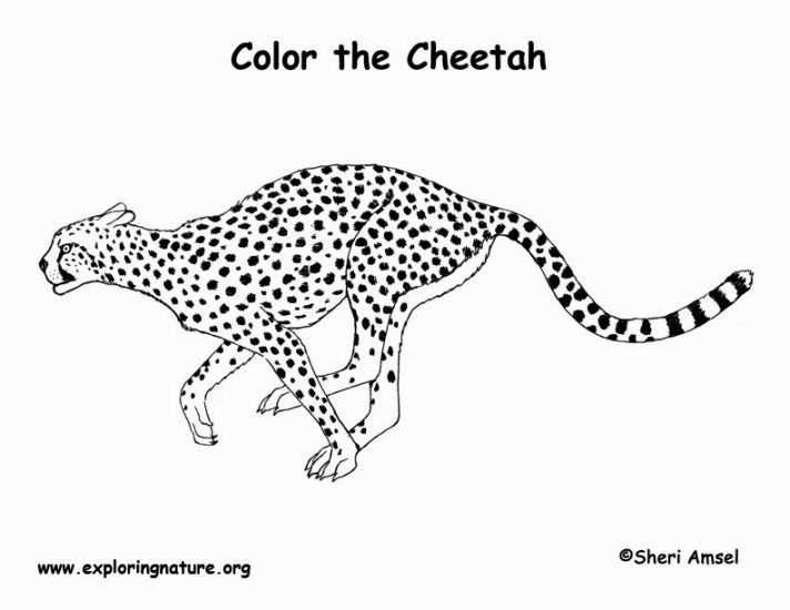 Cheetah Coloring Page Coloring Pages Animal Coloring Books Conversational Prints