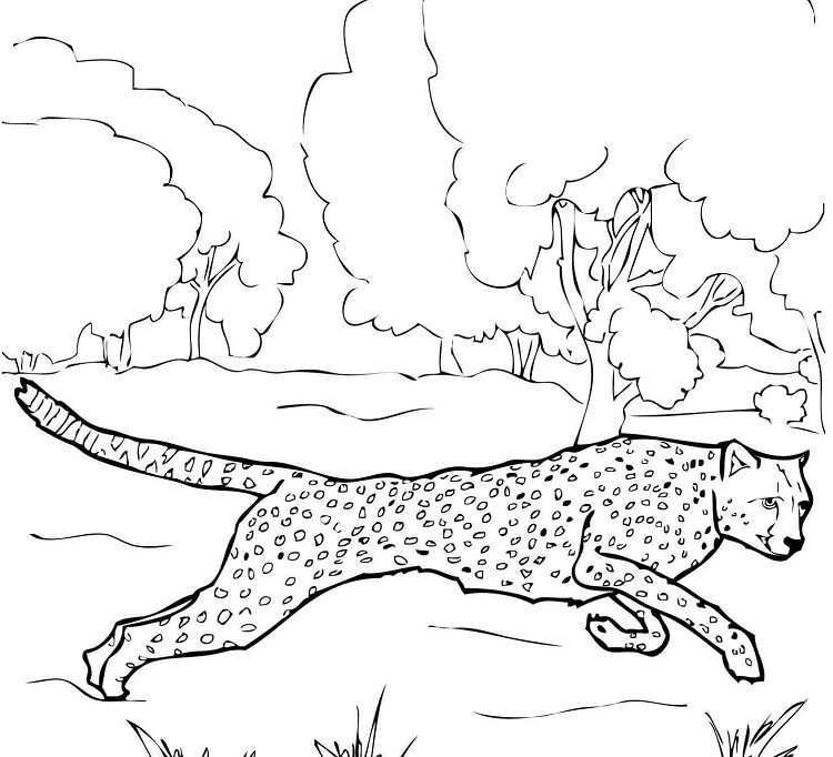Running Cheetah Coloring Pages Coloring Pages Cheetah Free Coloring Pages