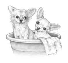 Kleurplaten Chihuahua Drawing Chihuahua Chihuahua Art