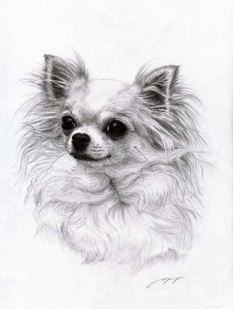 Ons Mooi Fietje Hond Tekeningen Dieren Tekenen Chihuahua