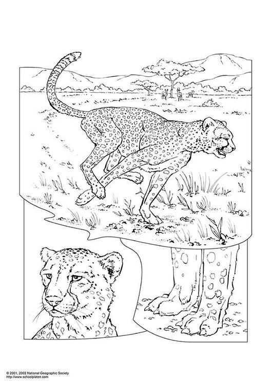 Kleurplaat Cheetah Afb 3051 Dieren Kleurplaten Kleurboek Kleurplaten