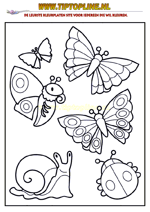 Dieren Kleurplaat Vlinders Nr 4 Kleurplaten Dieren Kleurplaten Vlinders