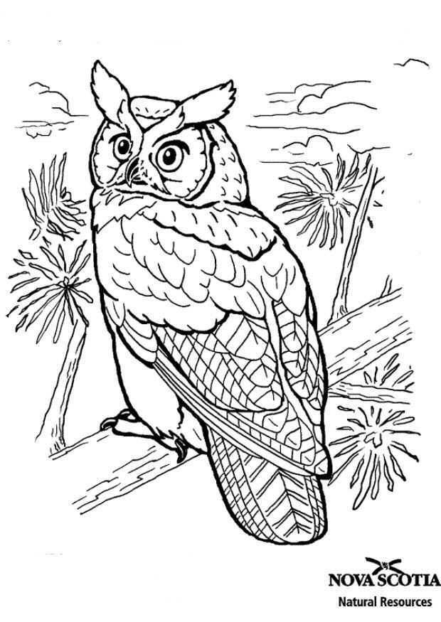 Pin Op Owl Coloring Pages Uil Kleurplaten