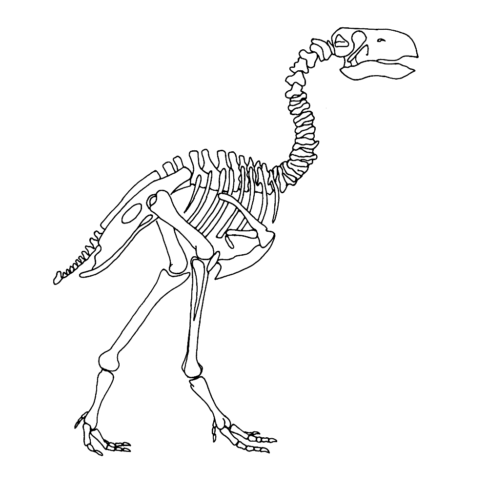 Leuk Voor Kids Kleurplaat Dinosaurus Skelet Fossielen