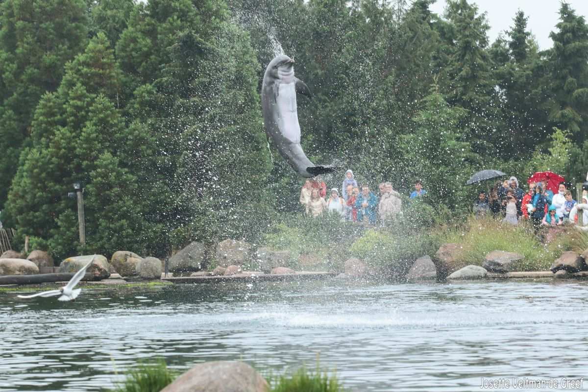 Dolphin Dolfijn Dolfinarium Animals Fish