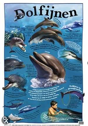 Educatieve Posters Van Edutrix Dolfijnen Poster Waterdieren