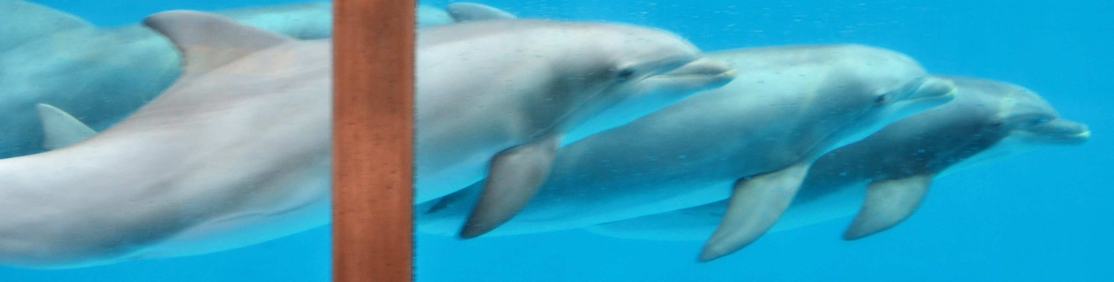 Dolfinarium Brugge Foto S Dolfijnen Brugge