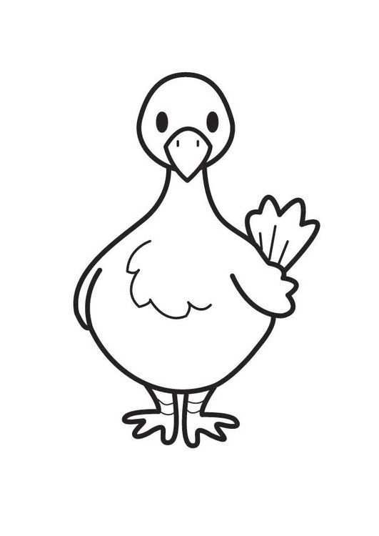 Coloring Page Pigeon Img 17715 Coloring Pages Coloring Pages For Kids Animal Illustration