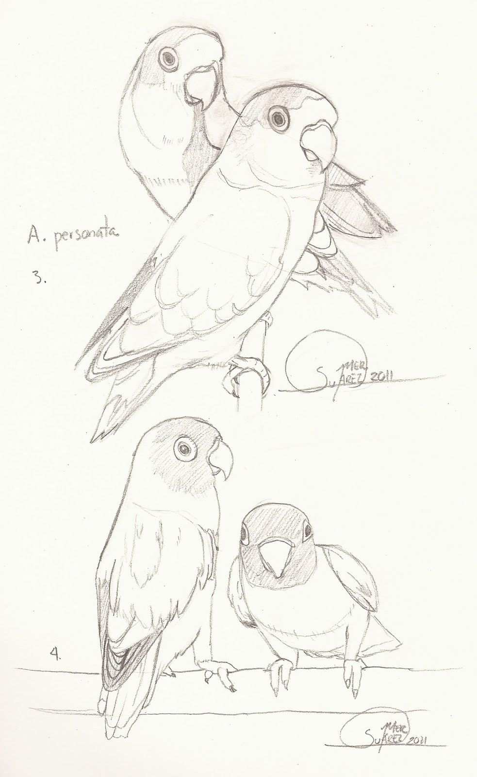 Dibujos De Agapornis Buscar Con Google Boceto De Aves Dibujos De Pajaro Bocetos De An