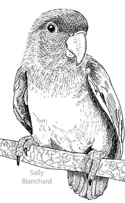 Sally Blanchard Pen Drawing Peach Faced Lovebird Bird Drawings Animal Drawings Love B