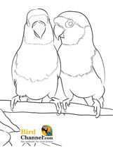 Pet Bird Parrot Finch Canary Coloring Pages Bird Drawings Bird Coloring Pages Bird Ar