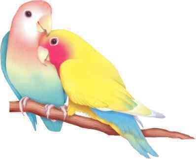 Pin Van Angie Q Op Lovebirds Parakeets Parrots Vogels Tekenen Aquarel Vogel Dieren Sc