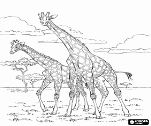 Giraffes Coloring Pages Printable Games Kleurplaten Voor Volwassenen Gratis Kleurplat