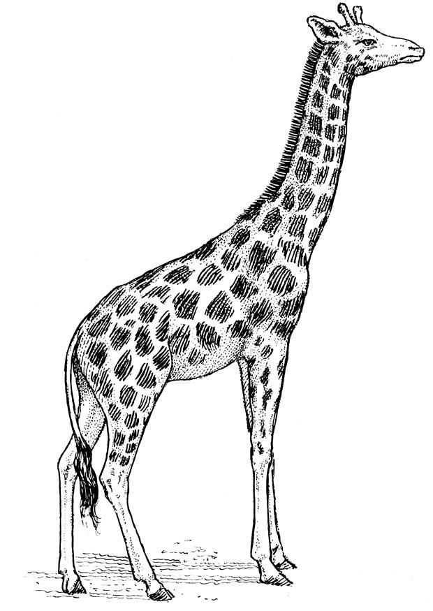 Kleurplaat Giraf Afb 16637 Giraffe Tekening Giraffe Kunst Giraf Tatoeages