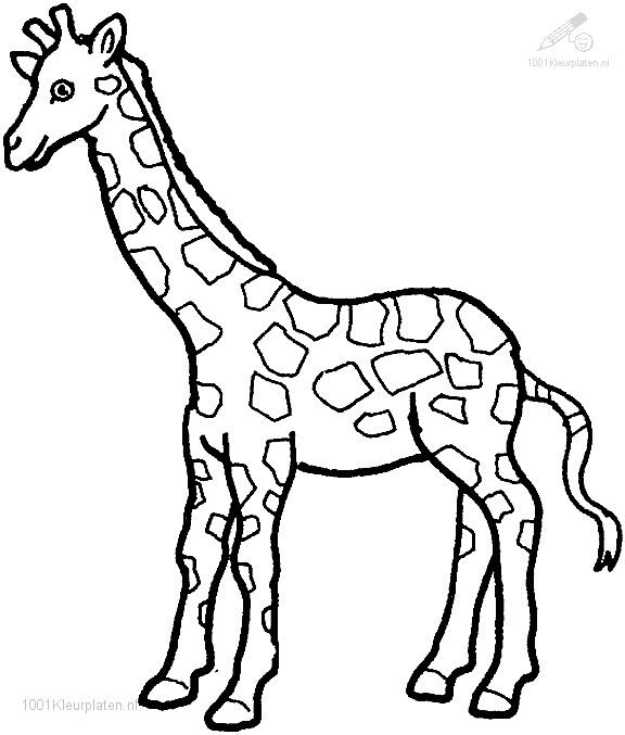 Kleurplaat Giraffen Google Zoeken Giraffe Tekening Dieren Kleurplaten Giraffe