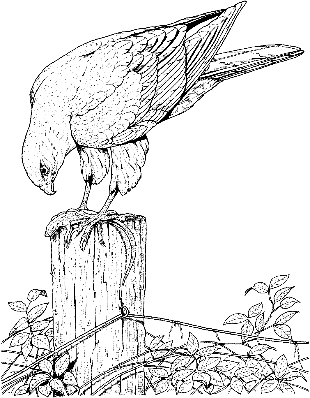 Realistic Printable Drawing Pages Of Hawk In Hard Bird Coloring Pages For Adults Dier