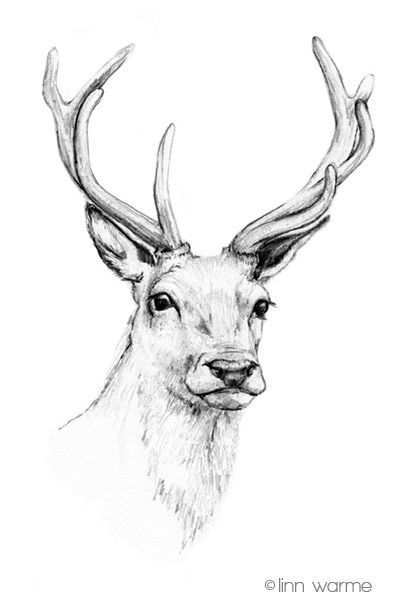 Linn Warme Stag Deer Head Antlers Drawing Herten Tekening Dieren Tekenen Hert Tattoo